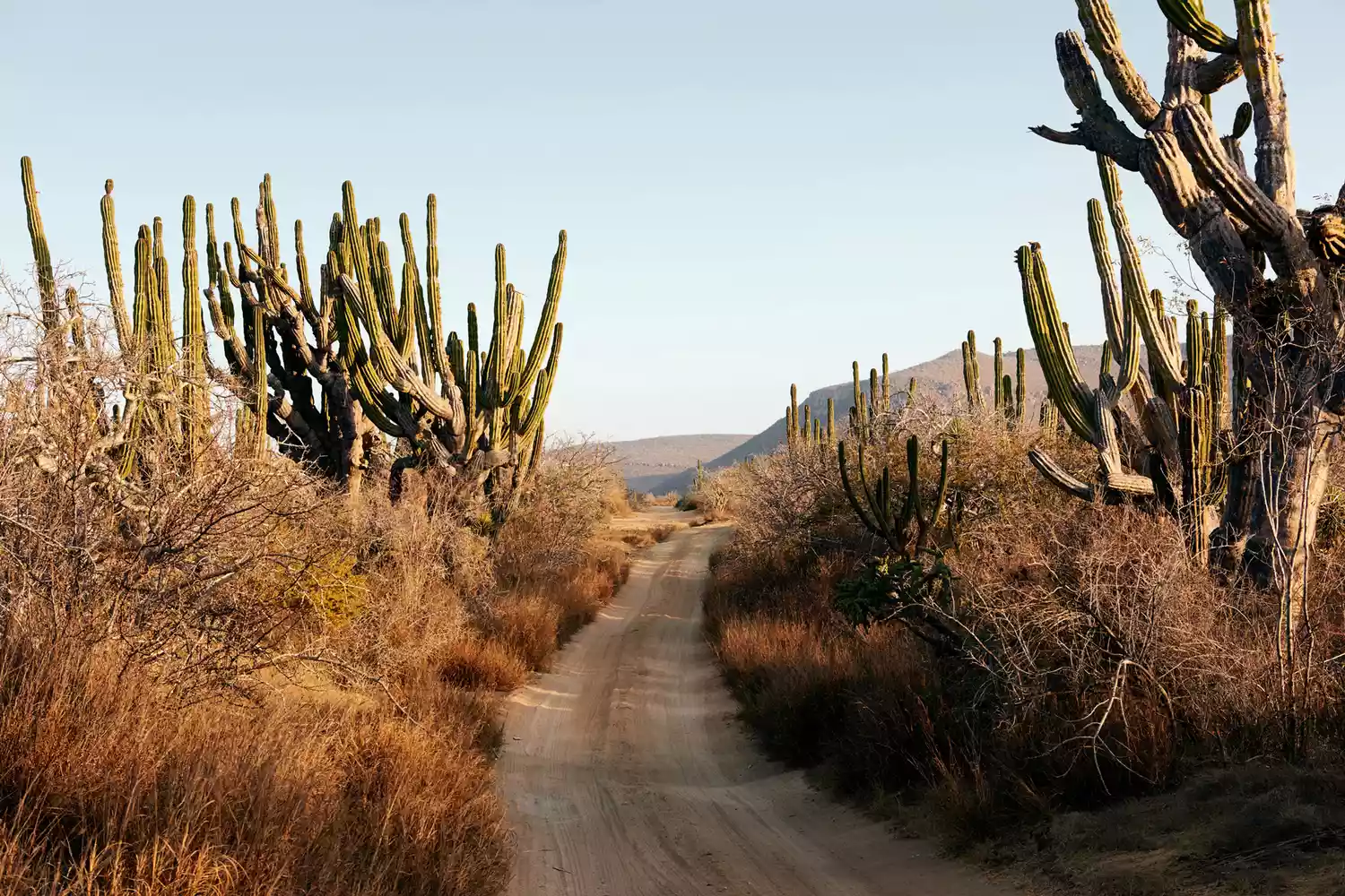 A cactus trail in the Todos Santos desert